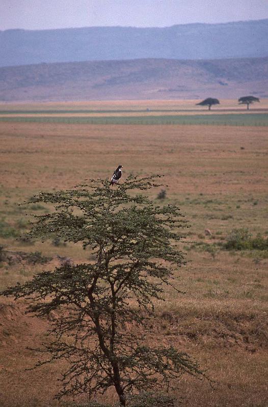 WT 1400 193-17 Kenya.jpg